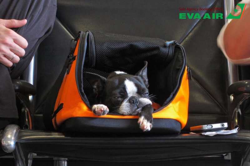EVA Air từ chối vận chuyển thú cưng, thú cưng không đủ điều kiện bay EVA Air, EVA Air không chấp nhận chó mèo, EVA Air không nhận vận chuyển động vật cảnh, từ chối vận chuyển vật nuôi EVA Air, chó mèo đi máy bay EVA Air