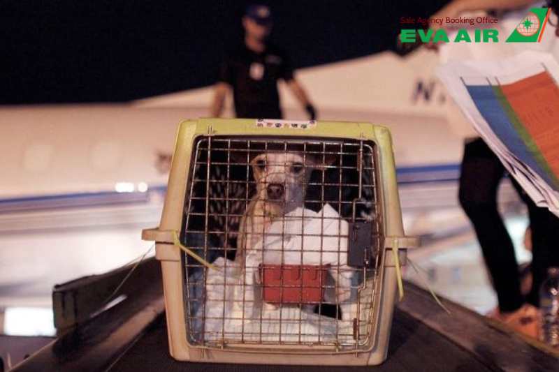 Hộ chiếu thú cưng EVA Air, Vật nuôi đi máy bay EVA Air có cần hộ chiếu không?, hộ chiếu chó mèo EVA Air, chó mèo đi máy bay EVA Air, hộ chiếu vật nuôi EVA Air, Giấy kiểm dịch thú nuôi EVA Air, thú cưng đi máy bay EVA Air, vật nuôi đi máy bay EVA air