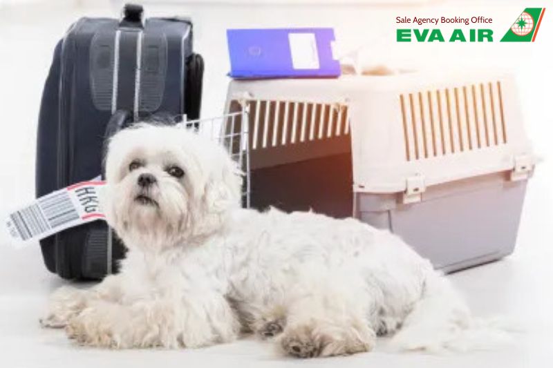 Hộ chiếu thú cưng EVA Air, Vật nuôi đi máy bay EVA Air có cần hộ chiếu không?, hộ chiếu chó mèo EVA Air, chó mèo đi máy bay EVA Air, hộ chiếu vật nuôi EVA Air, Giấy kiểm dịch thú nuôi EVA Air, thú cưng đi máy bay EVA Air, vật nuôi đi máy bay EVA air