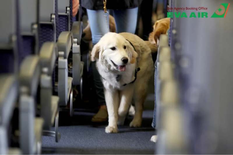 vận chuyển thú cưng quốc tế eva air, vận chuyển thú cưng đi nước ngoài eva air, vận chuyển chó mèo quốc tế EVA air, vận chuyển vật nuôi quốc tế eva air, chó mèo bay quốc tế EVA Air, thú cưng bay quốc tế EVA Air, vé máy bay thú cưng EVA Air