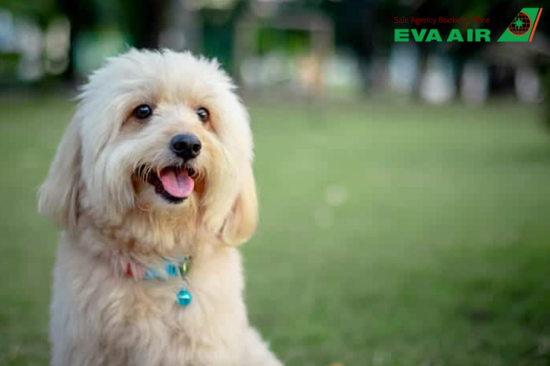 vận chuyển thú cưng đi HongKong bằng EVA Air, nhập cảnh chó mèo đi máy bay EVA Air vào Hong Kong, mang thú cưng đi Hong Kong EVA Air, đưa thú cưng sang Hong Kong bằng EVA Air, vận chuyển chó mèo đi HongKong EVA Air, chó mèo đi Hong Kong EVA Air