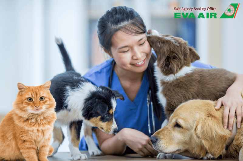 vé máy bay cho thú cưng chó mèo đi Hà Lan EVA Air, vé máy bay thú cưng đi Hà Lan EVA Air, vé máy bay chó mèo đi Hà Lan EVA Air, đưa chó mèo đi Hà Lan EVA Air, vận chuyển thú cưng đi Hà Lan EVA Air, vé vận chuyển thú cưng đi Hà Lan EVA Air