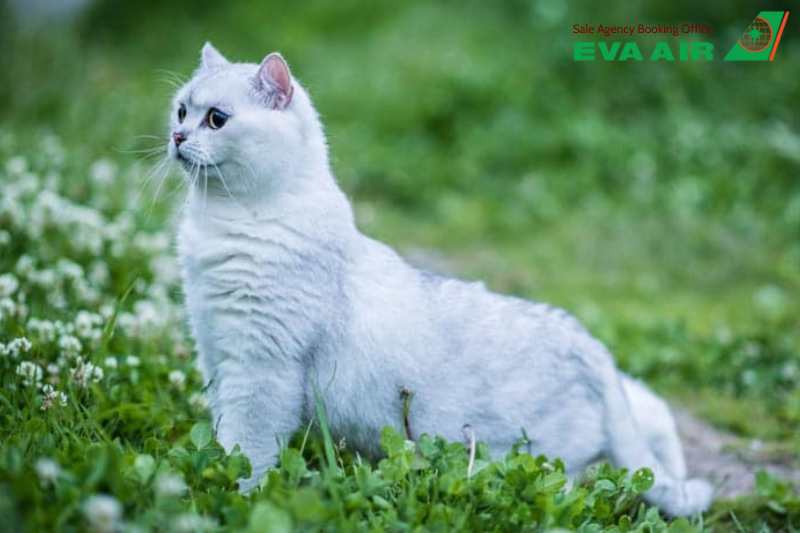 vé máy bay cho thú cưng chó mèo đi Hà Lan EVA Air, vé máy bay thú cưng đi Hà Lan EVA Air, vé máy bay chó mèo đi Hà Lan EVA Air, đưa chó mèo đi Hà Lan EVA Air, vận chuyển thú cưng đi Hà Lan EVA Air, vé vận chuyển thú cưng đi Hà Lan EVA Air