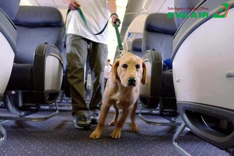 chó đi máy bay eva air, mang chó lên máy bay EVA Air, vận chuyển chó EVA Air, ký gửi chó EVA Air, vận chuyển chó bằng hành lý ký gửi, vận chuyển chó hàng hóa, Ký gửi gửi thú cưng EVA Air, chó đi máy bay quốc tế EVA Air