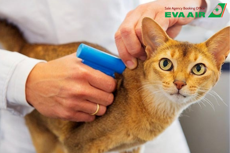 Thủ tục kiểm dịch chó mèo EVA Air, Thủ tục kiểm dịch chó mèo xuất cảnh EVA Air, Thủ tục kiểm dịch chó mèo quá cảnh EVA Air, Thủ tục kiểm dịch chó mèo nhập cản EVA Air, Thủ tục kiểm dịch thú cưng EVA Air, Thủ tục kiểm dịch vật nuôi EVA Air