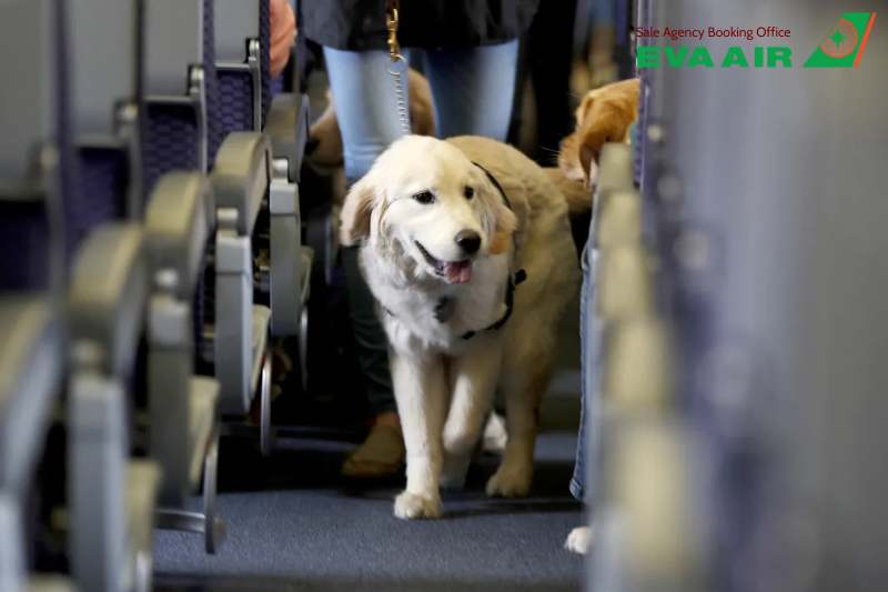 Vận chuyển thú cưng EVA Air, vận chuyển chó mèo EVA Air, hành lý ký gửi thú cưng EVA Air, vận chuyển động vật cảnh EVA Air, vận chuyển vật nuôi EVA Air, vận chuyển động vật sống EVA Air, ký gửi chó mèo EVA Air, Vận chuyển Hàng Hóa EVA Air là thú cưng