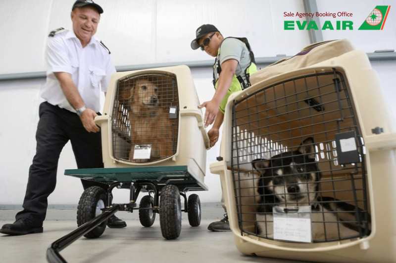 Vận chuyển thú cưng EVA Air, vận chuyển chó mèo EVA Air, hành lý ký gửi thú cưng EVA Air, vận chuyển động vật cảnh EVA Air, vận chuyển vật nuôi EVA Air, vận chuyển động vật sống EVA Air, ký gửi chó mèo EVA Air, Vận chuyển Hàng Hóa EVA Air là thú cưng