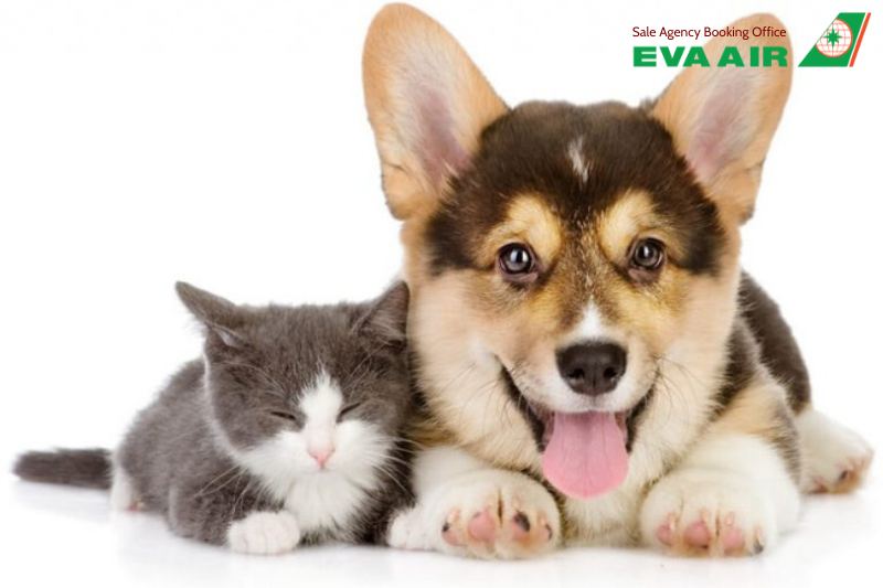ve-may-bay-thu-cung-cho-meo-di-new-york-eva-air