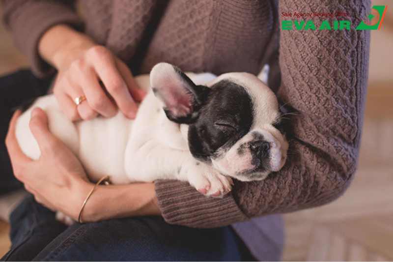 mang thú cưng lên máy bay quốc tế EVA Air, mang chó mèo lên máy bay quốc tế eva air, vận chuyển thú cưng quốc tế eva air, vận chuyển chó mèo quốc tế eva air, chó mèo bay quốc tế eva air, thú cưng bay quốc tế eva air, thú cưng đi máy bay EVA Air
