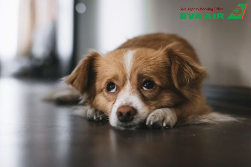 mẹo giảm stress cho thú cưng đi máy bay EVA Air, mẹo giảm stress cho chó mèo đi máy bay EVA Air, giảm lo lắng cho chó mèo đi máy bay EVA Air, giảm căng thẳng cho thú cưng bay EVA Air, chó mèo stress khi đi máy bay EVA Air