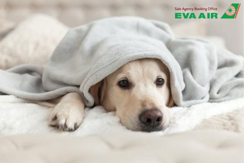 mẹo giảm stress cho thú cưng đi máy bay EVA Air, mẹo giảm stress cho chó mèo đi máy bay EVA Air, giảm lo lắng cho chó mèo đi máy bay EVA Air, giảm căng thẳng cho thú cưng bay EVA Air, chó mèo stress khi đi máy bay EVA Air