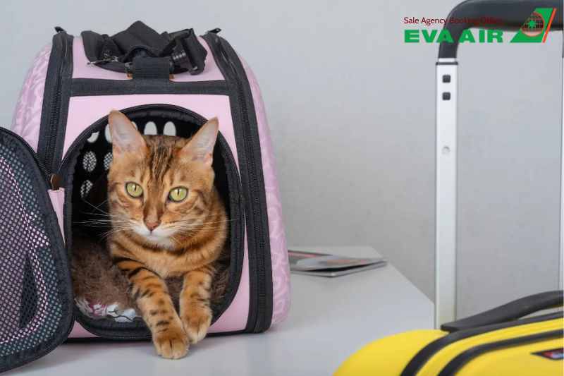 mang chó mèo đi Mỹ hãng EVA Air, thủ tục mang chó mèo đi Mỹ hãng EVA Air, Mang chó mèo sang Mỹ bằng EVA Air, thủ tục mang chó mèo đi Mỹ hãng EVA Air, vận chuyển chó mèo đi Mỹ EVA Air, chó mèo sang Mỹ bằng EVA Air 