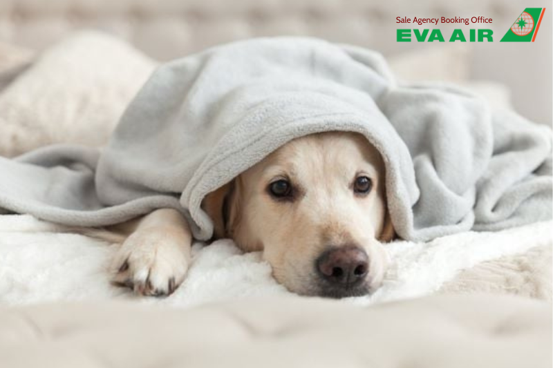 mang chó mèo đi Canada bằng EVA Air, thủ tục mang chó mèo đi Canada bằng EVA Air, Mang chó mèo sang Canada bằng EVA Air, vận chuyển thú cưng đi Canada EVA Ai, mang thú cưng sang Canada bằng EVA Air, đưa chó mèo từ Việt Nam sang Canada EVA Air