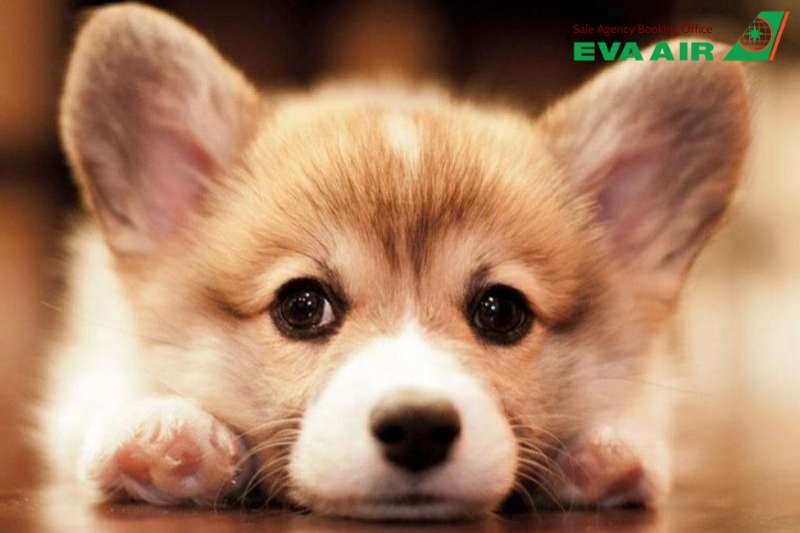 mang chó mèo đi Đông Nam Á bằng EVA Air, vận chuyển thú cưng đi Đông Nam Á EVA Air, ký gửi thú cưng đi Đông Nam Á EVA Air, mang thú cưng đi Đông Nam Á bằng EVA Air, thủ tục mang thú cưng đi Đông Nam Á EVA Air