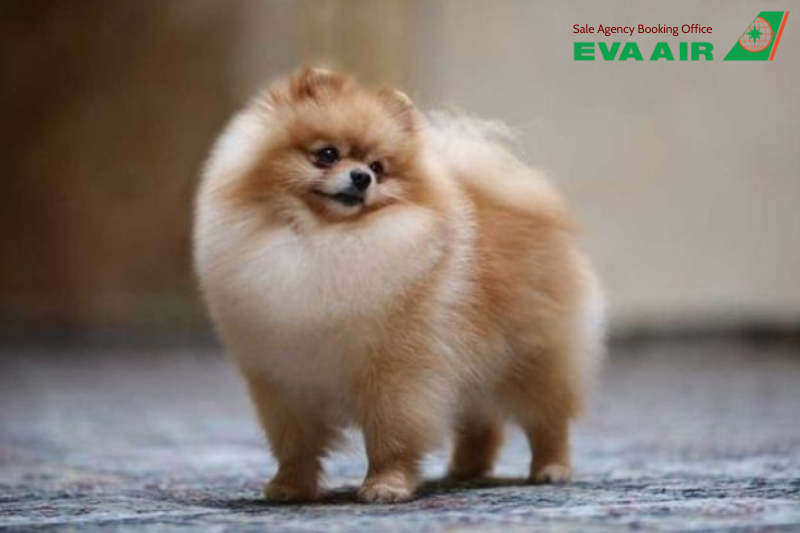 mang chó mèo đi Đông Nam Á bằng EVA Air, vận chuyển thú cưng đi Đông Nam Á EVA Air, ký gửi thú cưng đi Đông Nam Á EVA Air, mang thú cưng đi Đông Nam Á bằng EVA Air, thủ tục mang thú cưng đi Đông Nam Á EVA Air