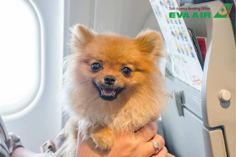 Mang Chó Mèo Đi EU Bằng EVA Air, Mang Chó Mèo Đi Châu Âu Bằng EVA Air, Mang thú cưng Đi EU Bằng EVA Air, Mang Thú cưng Đi Châu Âu Bằng EVA Air, Mang Chó Mèo Đi EU EVA Air,vận chuyển thú cưng đi EU bằng EVA Air, mang chó mèo đi EU