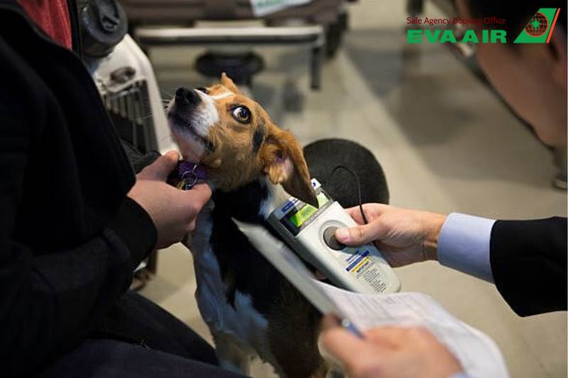 Mang chó mèo lên máy bay quốc tế EVA Air, Mang thú cưng lên máy bay quốc tế EVA Air, mang thú cưng đi máy bay EVA Air,vận chuyển thú cưng quốc tế EVA Air, thú cưng lên máy bay quốc tế EVA Air, chó mèo lên máy bay quốc tế EVA Air