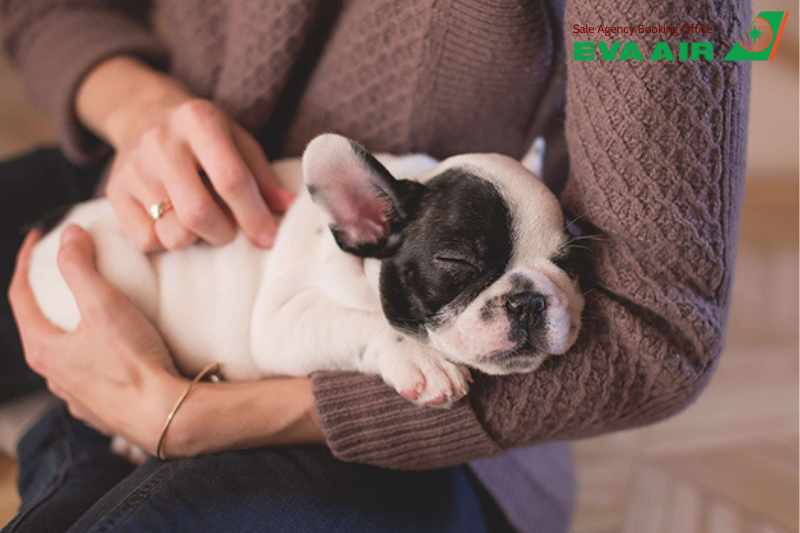 dịch vụ vận chuyển thú cưng EVA Air, Review dịch vụ vận chuyển thú cưng EVA Air, Review phí vận chuyển thú cưng EVA Air, Review thủ tục chó mèo bay quốc tế EVA Air, Review chính sách thú cưng bay EVA Air, Review thủ tục check-in chó mèo EVA Air