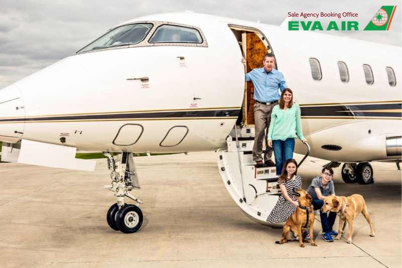thú cưng trong khoang hàng hóa EVA Air, vận chuyển thú cưng EVA Air, gửi chó mèo ký gửi EVA Air, ký gửi thú cưng EVA Air trong khoang cargo, Chó mèo trong khoang hàng hóa EVA Air, khoang hàng hóa vận chuyển thú cưng EVA Air