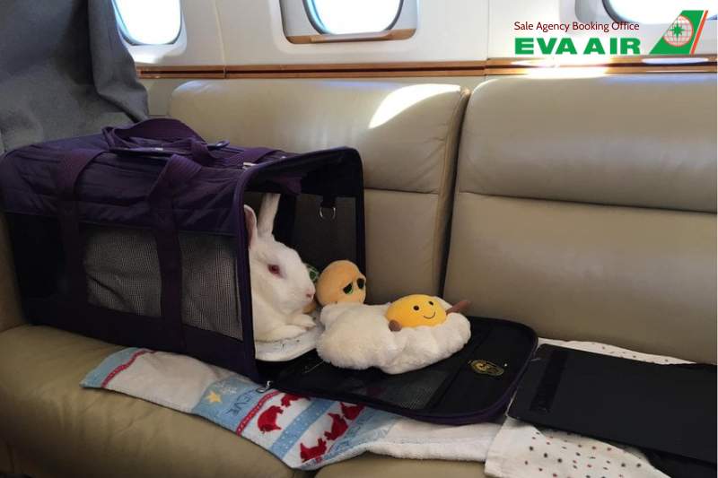 thú cưng trong khoang hàng hóa EVA Air, vận chuyển thú cưng EVA Air, gửi chó mèo ký gửi EVA Air, ký gửi thú cưng EVA Air trong khoang cargo, Chó mèo trong khoang hàng hóa EVA Air, khoang hàng hóa vận chuyển thú cưng EVA Air