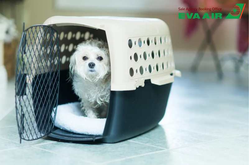 thú cưng trong khoang hàng hóa EVA Air, vận chuyển thú cưng EVA Air, gửi chó mèo ký gửi EVA Air, ký gửi thú cưng EVA Air trong khoang cargo, Chó mèo trong khoang hàng hóa EVA Air, khoang hàng hóa vận chuyển thú cưng EVA Air
