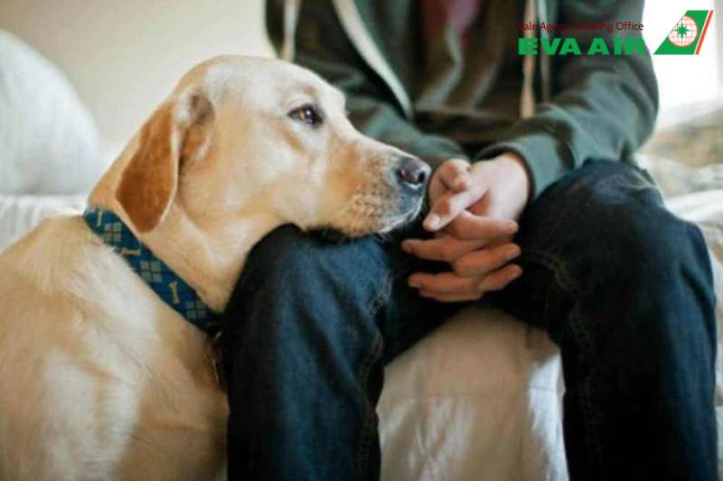 vé máy bay thú cưng chó mèo đi Boise Mỹ EVA Air, vận chuyển thú cưng đi Boise Mỹ EVA Air, vé thú cưng đi Boise Mỹ EVA Air, Vé máy bay chó mèo đi Boise Mỹ EVA Air, thú cưng đi máy bay EVA Air đến Boise, đưa chó mèo đi Mỹ EVA Air, chó mèo đi Idaho Mỹ EVA Air
