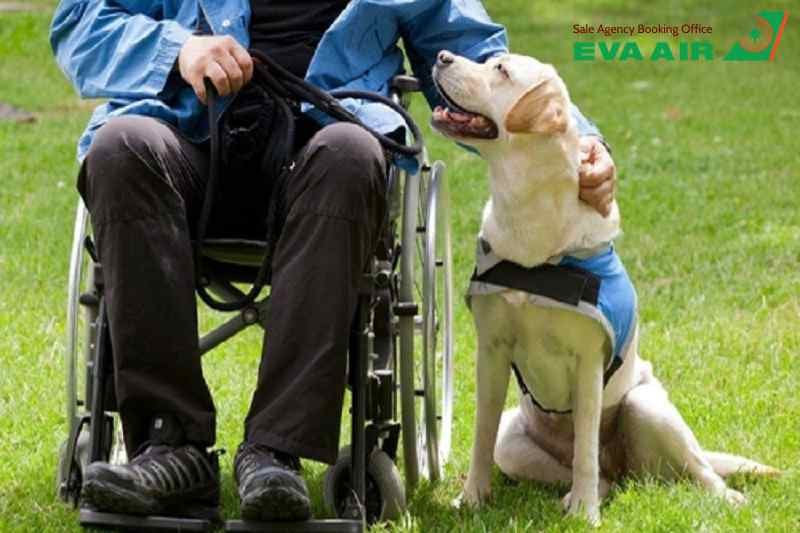 vé máy bay thú cưng chó mèo đi Pháp EVA Air, đưa thú cưng chó mèo đi Pháp, vận chuyển thú cưng đi Pháp EVA Air, vé thú cưng đi Pháp EVA Air, vé chó mèo đi Pháp EVA Air, vé máy bay chó mèo đi Pháp EVA Air, vận chuyển thú cưng từ Việt Nam đi Pháp EVA Air