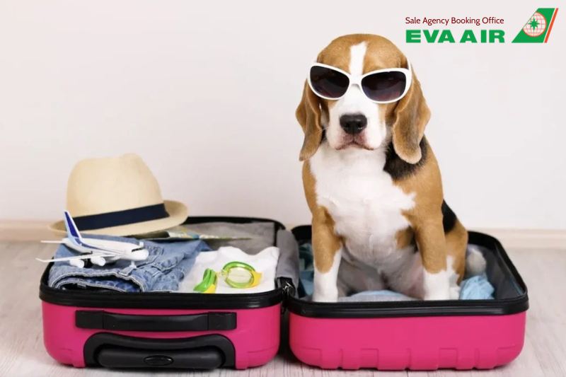 vé máy bay thú cưng chó mèo đi Seattle Mỹ EVA Air, mang chó mèo đi Seattle EVA Air, vé chó mèo đi Seattle EVA Air,vé thú cưng đi Seattle Mỹ EVA Air, vé thú cưng đi Seattle EVA Air, mang thú cưng đi Seattle Mỹ EVA Air, vận chuyển chó mèo đi Seattle EVA Air