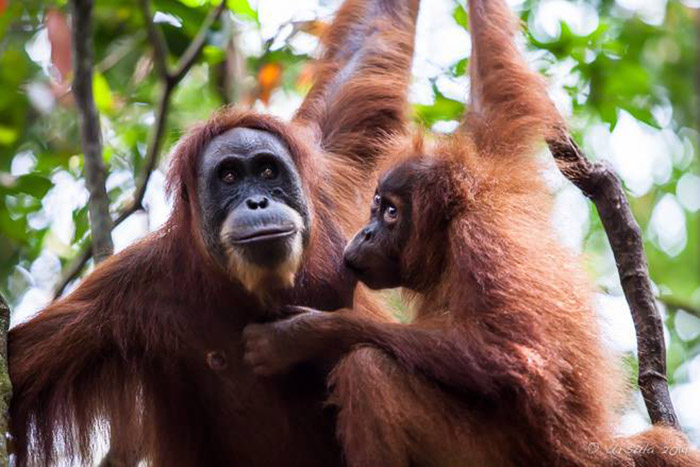 Công viên quốc gia Gunung Leuser National Park